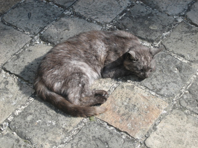 Un chat dans la cour du château de Pierrefonds. Des animaux. Pierrefonds.