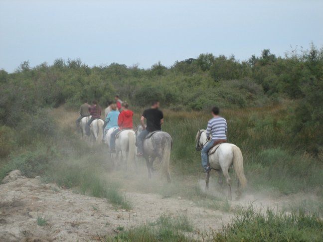 Les chevaux... Hérault, Gard, Camargue et Aix en Provence. Du cheval en Camargue.