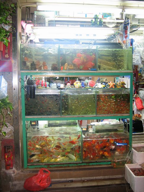 Poissons en aquarium. Voyage à Hong-Kong. Wan Chai et Causeway Bay.