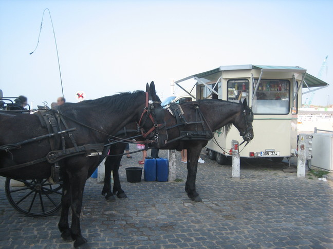 Deux chevaux au retour de la promenade. Beau samedi à Ostende.