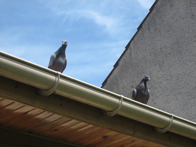 Deux pigeons chevillais. Des animaux. Week-end chevillais.