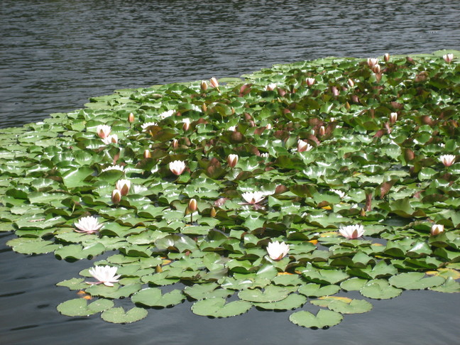 Des nénuphars sur le lac de Crenu. Des végétaux. Lac de Crenu.