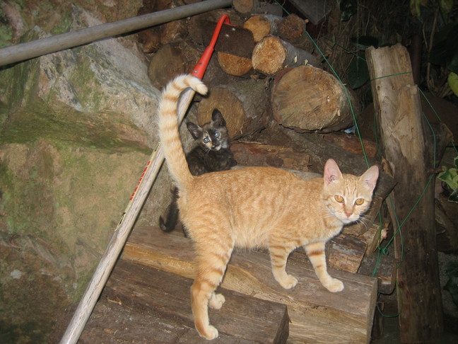 Les chats de la Calanchella. En Corse. Derniers jours à Cuttoli et Corticchiato.