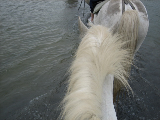 Mon cheval Pablo n'a pas peur de l'eau ! Des animaux. Du cheval en Camargue.